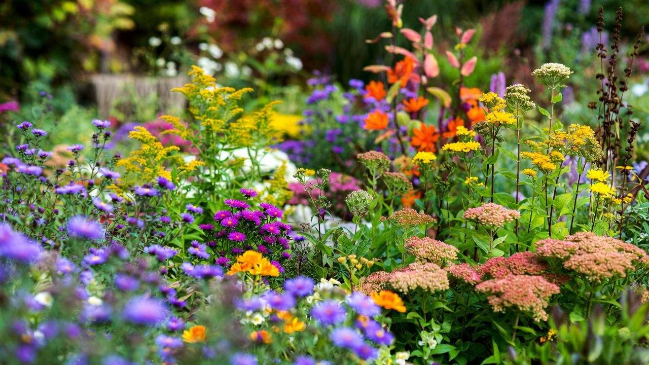 25 Best Perennial Fall Blooming Plants for Autumn