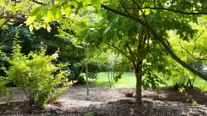 phytophthora root rot control methods