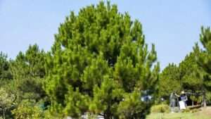 pine tree fertilization