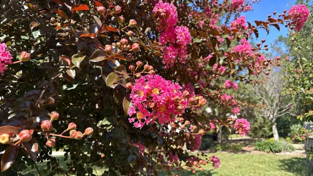 pink velour crape myrtle tree