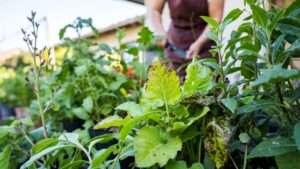 plant pathology basics for gardeners