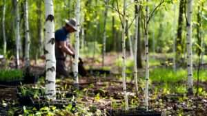 planting birch seeds