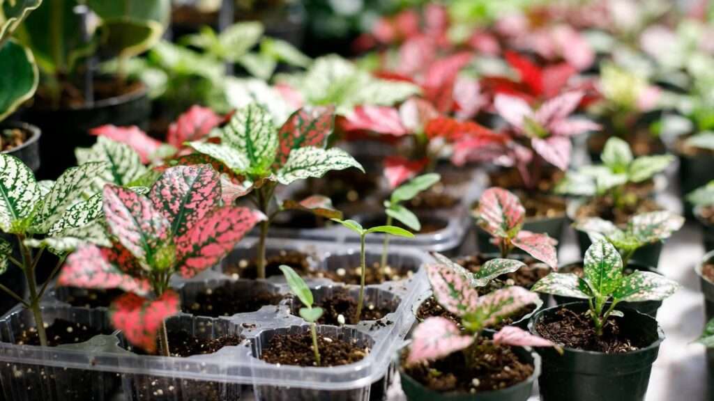 polka dot plant seedlings