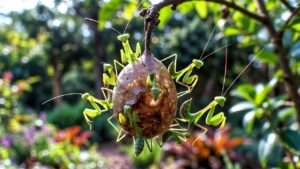 praying mantis egg case care