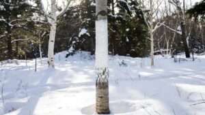 preventing sunscald on trunk bark