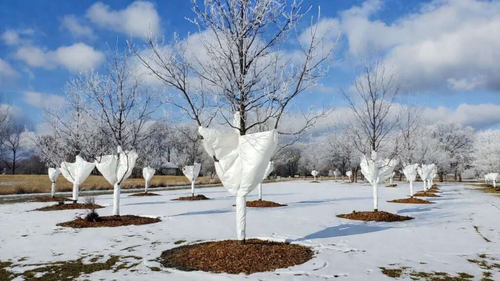 protecting trees from winter frost