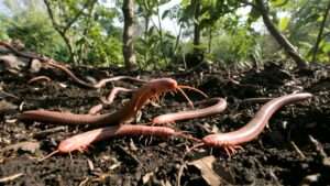 red wigglers vs. European nightcrawlers