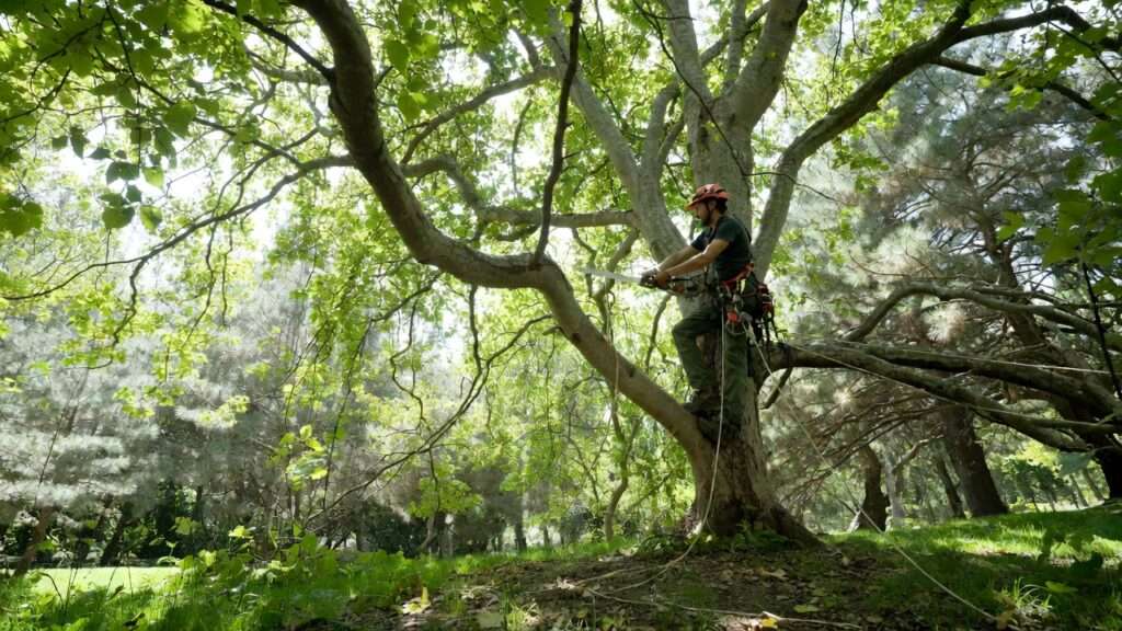 reducing tree height safely