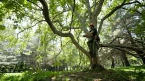 reducing tree height safely