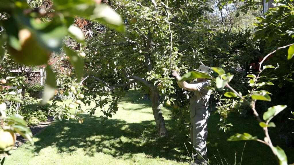 renovating neglected fruit trees