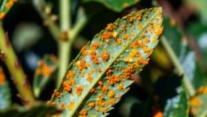 rust fungus on leaves: what to do