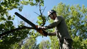 safely removing dead or diseased limbs