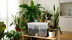 setting up an indoor worm farm