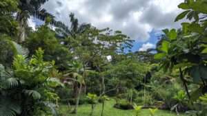 slow-release vs. fast-release fertilizers