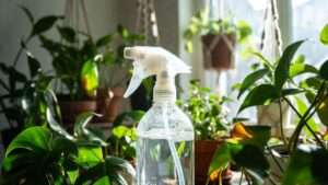 “soap and water spray for houseplant pests