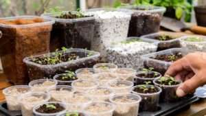 soilless mixes for seed starting