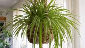 spider plant hanging basket