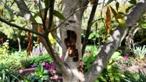 stem canker detection on woody plants