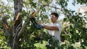 storm damage pruning solutions