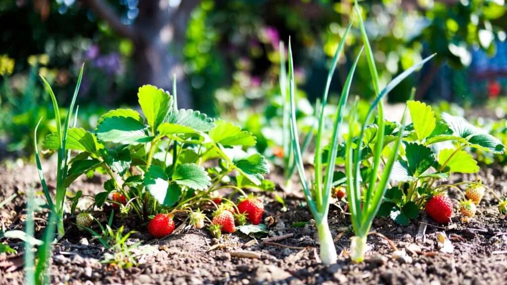 strawberry onion plants