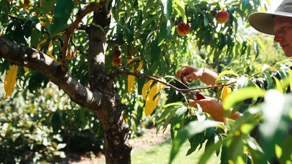 summer pruning for peach trees