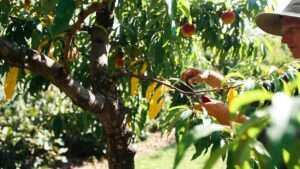 summer pruning for peach trees