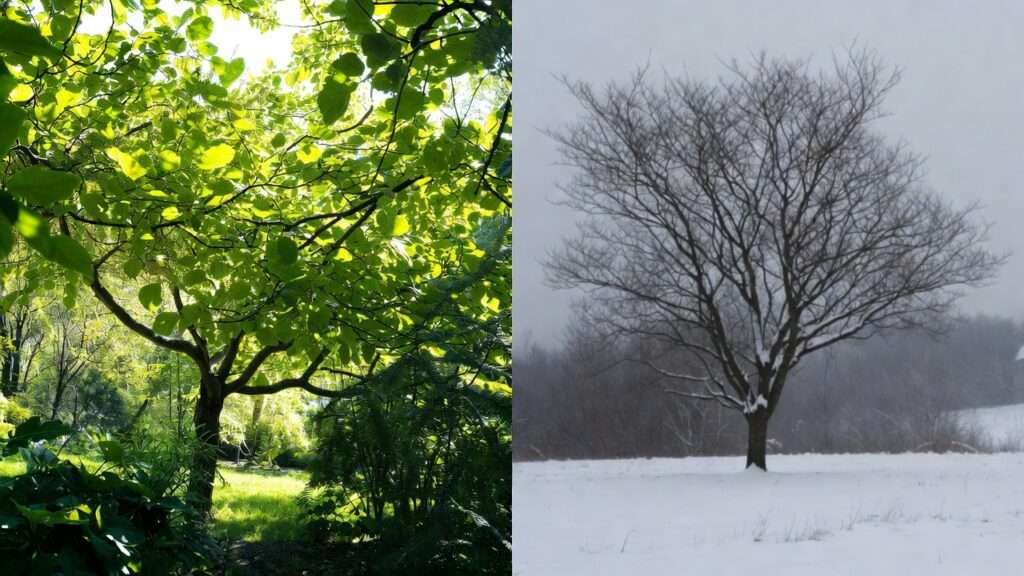 summer vs. winter pruning guidelines