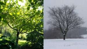 summer vs. winter pruning guidelines
