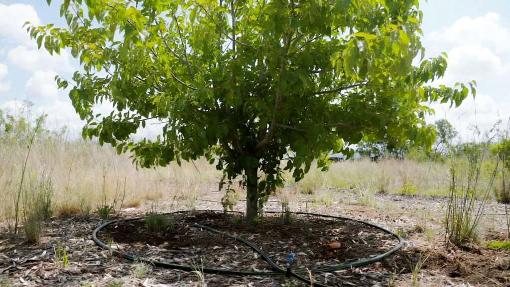 summer watering schedule for trees