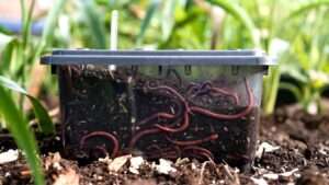 temperature requirements for worm bins