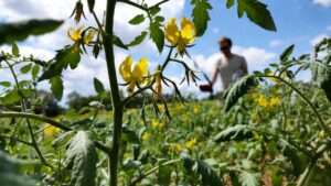 tomato plant blooms