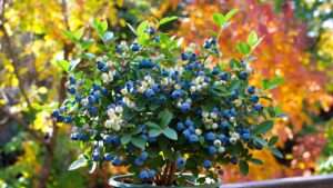 top hat blueberry plant