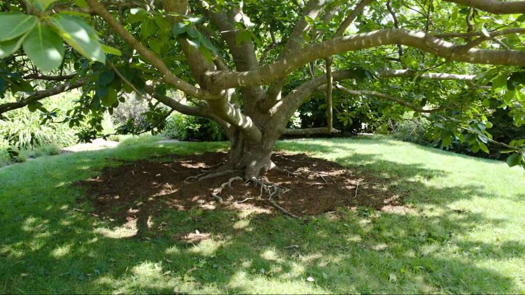 topdressing soil around large trees