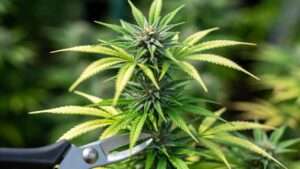 topping a weed plant