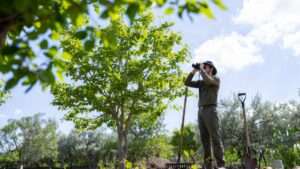 tree health check: annual inspection tips