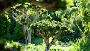 tree shaping vs. tree trimming differences