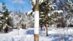 tree trunk wrapping for harsh winters