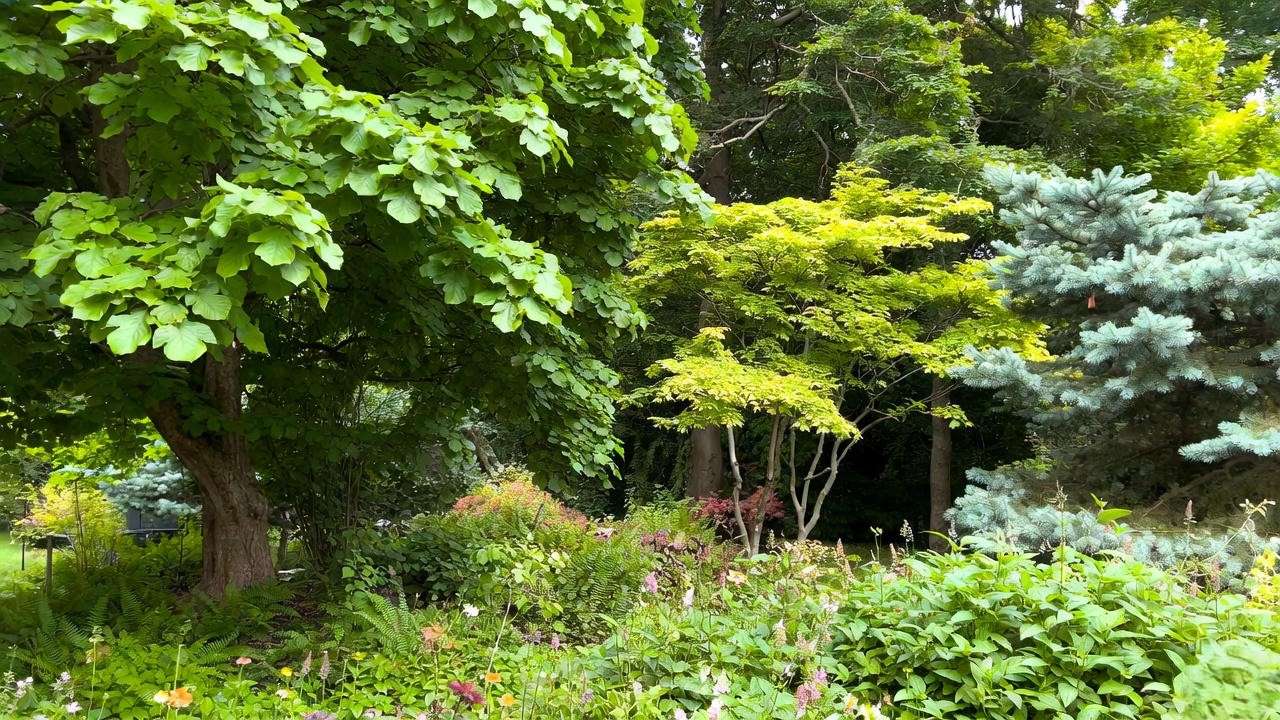 10 Best Trees That Grow in Shade for Shady Yards