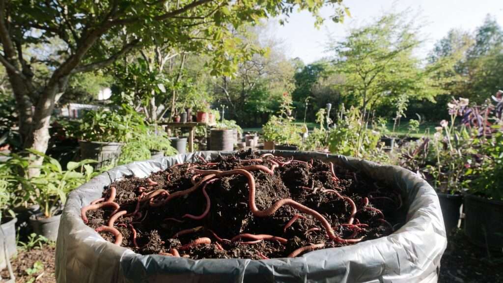 troubleshooting worm bin pests