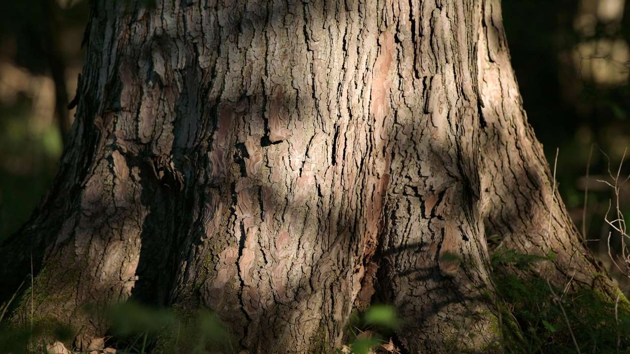 Close-up of healthy tree trunk and bark during annual inspection showing natural textur