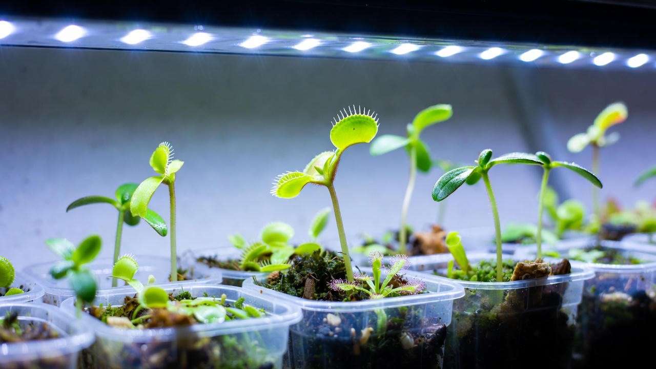 Emerging carnivorous plant seedlings of Venus flytrap, sundew, and pitcher plant under grow lights