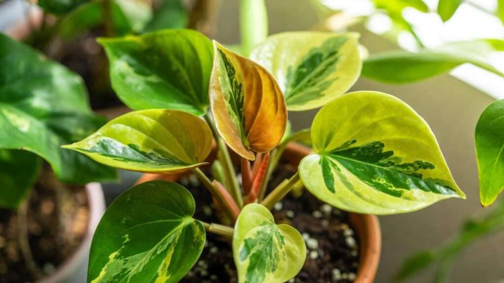 variegated peperomia plant