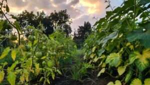 viral plant diseases overview