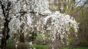 weeping snow fountain cherry tree