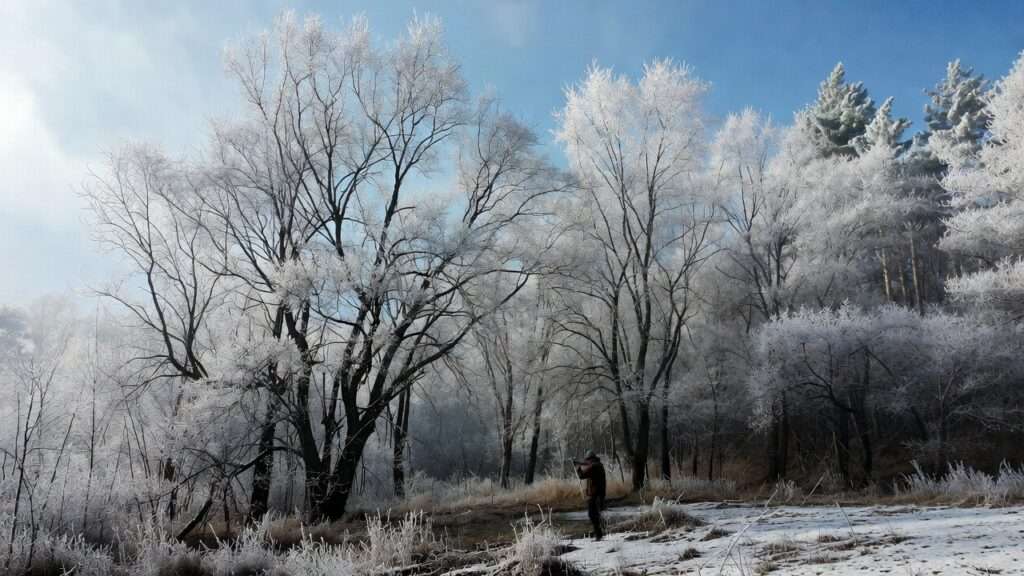 when is the best time to prune trees