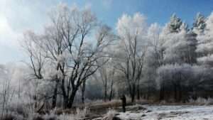 when is the best time to prune trees