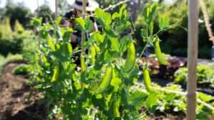 when to plant sugar snap peas