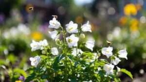 white bell flower plant