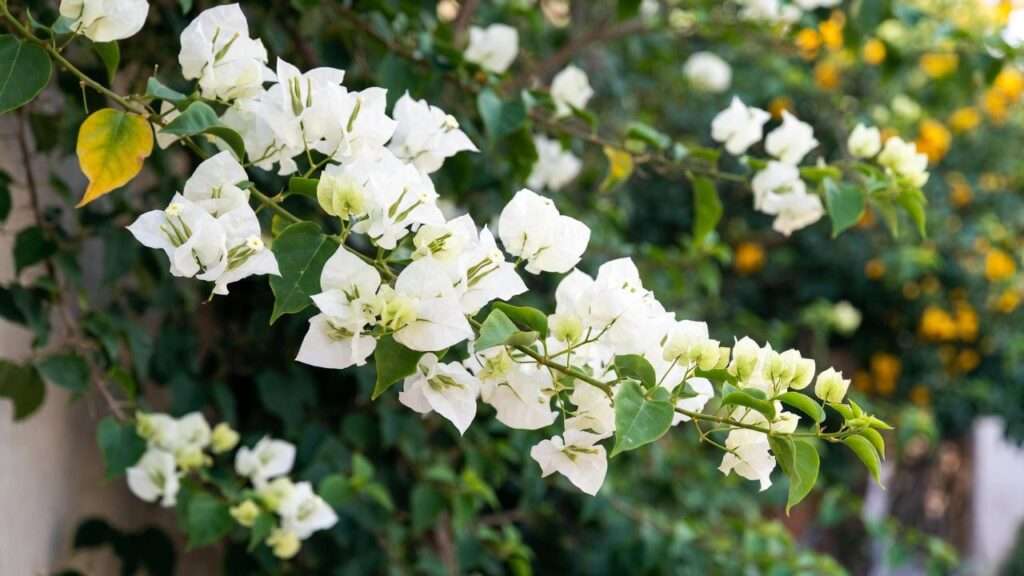 white bougainvillea plant