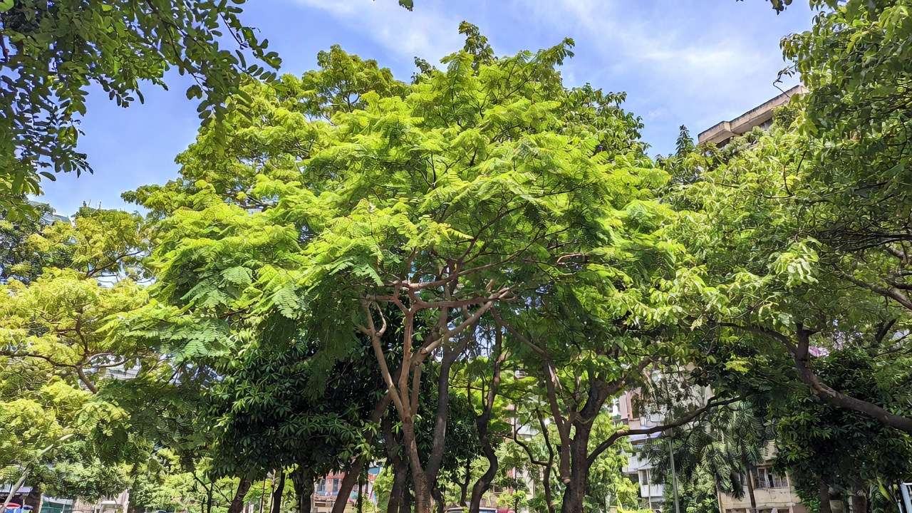 Heat-tolerant tropical trees like neem and mango thriving in urban Dhaka setting with dense cooling canopies